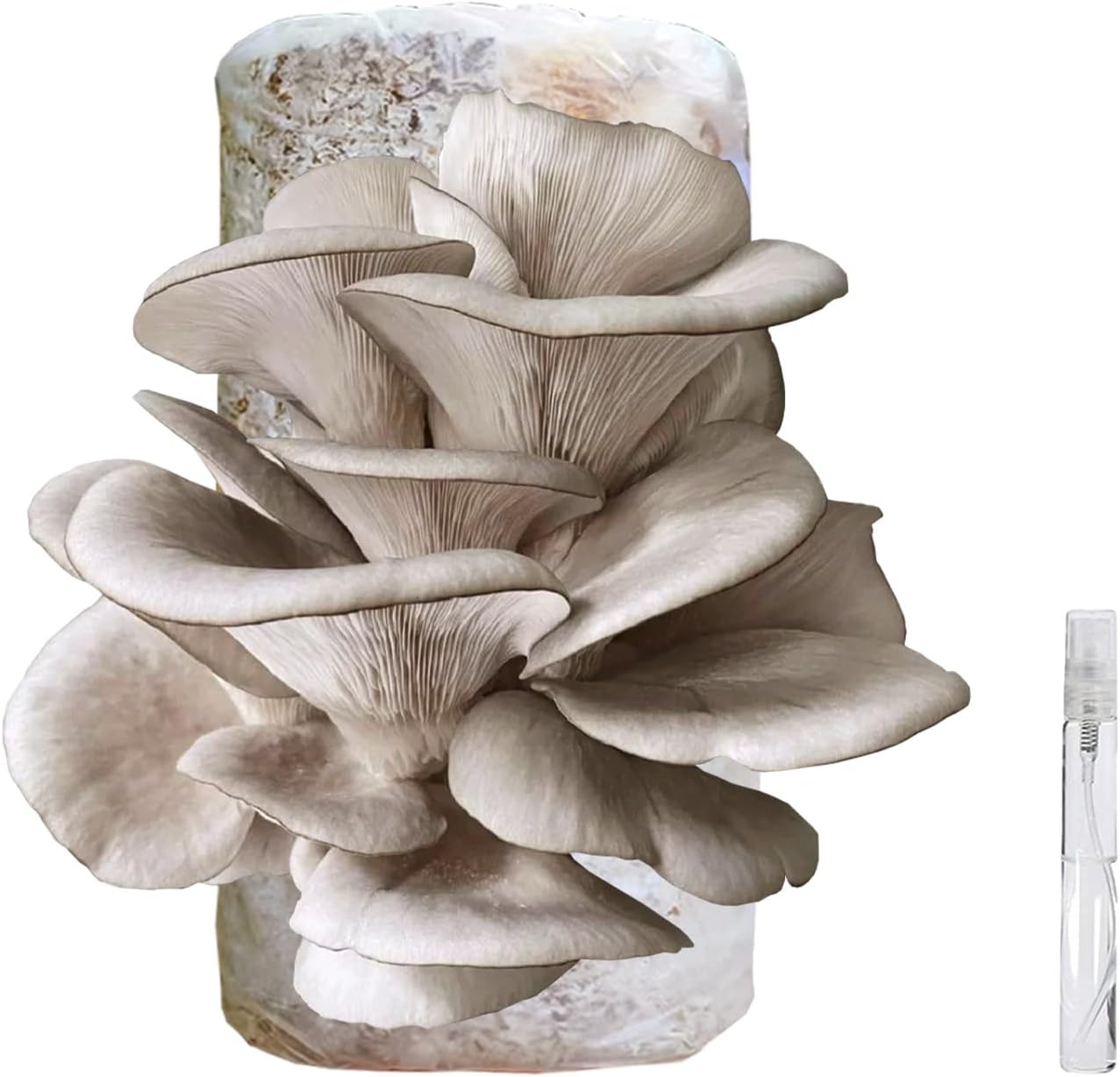 🍄 Organic Blue Oyster Mushroom Grow Kit (4lbs), Made in USA